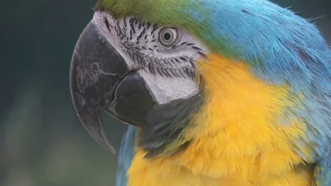 Funny parrot macaw, slow motion Stock-Footage 80493554
