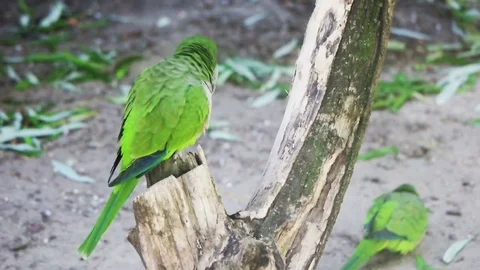 Funny parrot is sitting on a tree, slow motion Stock Footage 80492488