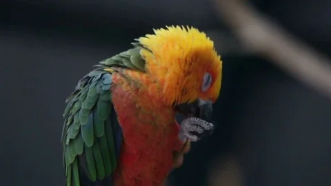 Funny parrot, slow motion Stock Footage 80492251