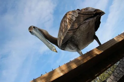 Funny pelican Stock Photos