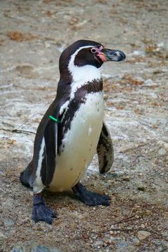 Funny Penguin Flapping Its Wings Stock Photo Stock Images Stock Pictures Stock Photos