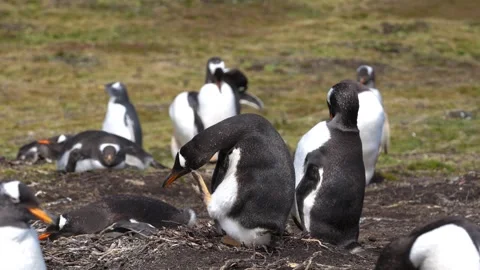 Funny Penguin Scratching Head in Gentoo Colony Habitat. Cute Animals in the.. Stock Footage 339510876