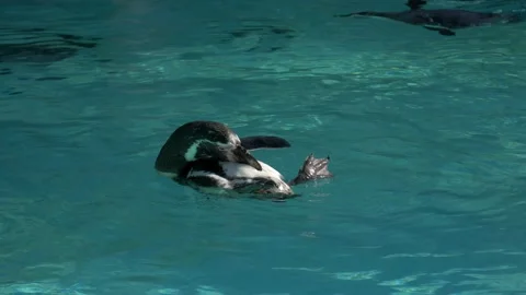 Funny penguin scratching himself Stock Footage 172418456