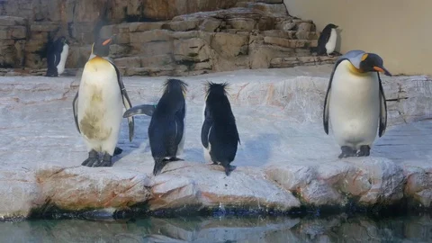Funny penguins Stock Footage 94128759