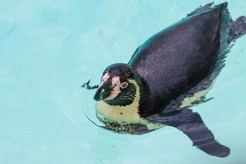 Funny penguins Stock Photos