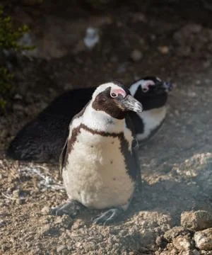 Funny penguins Stock Photos