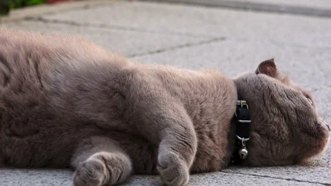 Funny persian cat Stock Footage 89356430