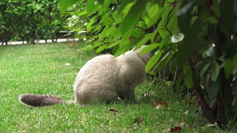 Funny persian gray cat with blue eyes Stock Footage 112718672