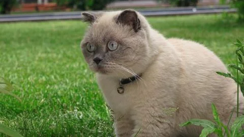 Funny persian gray cat with blue eyes Stock Photos