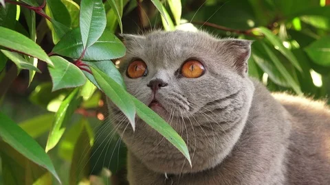 Funny persian gray cat with orange eyes Stock Footage 109488942