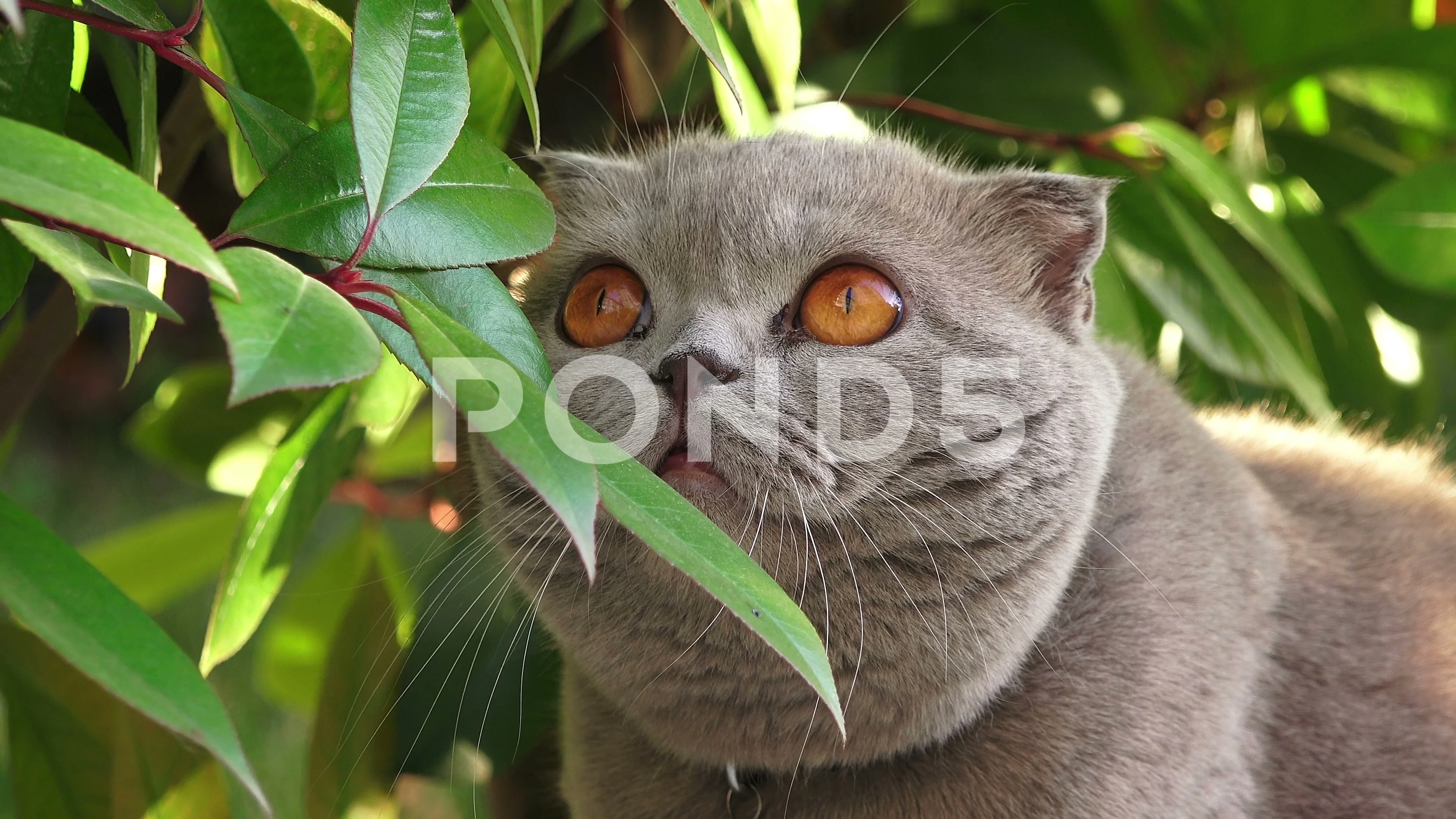 Funny Persian Gray Cat With Orange Eyes Clip 109488942