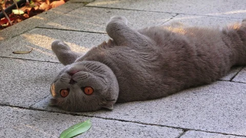 Funny persian gray cat with orange eyes Stock Footage 110925937