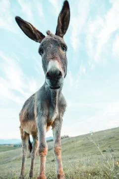 Funny perspective donkey portrait Stock Photos