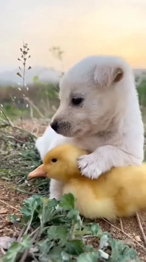 Funny pet Video stock 223380177