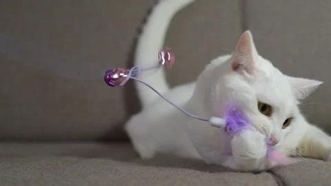 Funny pet playing. The cat aggressively rushes at the toy Stock Footage 138789905