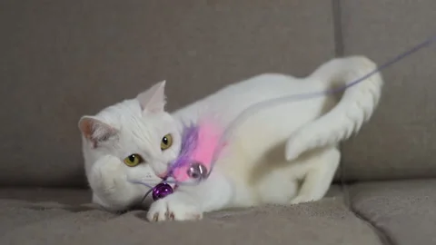 Funny pet playing. The cat aggressively rushes at the toy Stock Footage 138790673