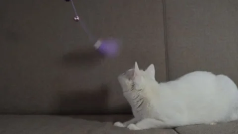 Funny pet playing. The cat aggressively rushes at the toy Видео 138791052