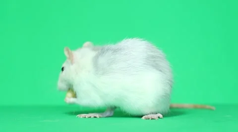 Funny pet rat eats Stock Footage 46443133