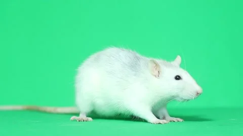 Funny pet rat eats Stock Footage 46443226