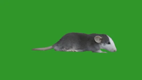 funny pet rat on a green screen Stock Video Pond5