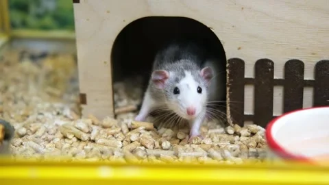 Funny pet rats lying in a cage-house.  Stock Footage 282169463