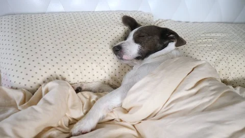 Funny Pets And Animals Concept. Dog Sleeping In Bed On Pillow. Video stock 112978128