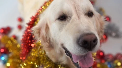 Funny pets - big friendly dog posing in studio with christmas decorations on a Stock Footage 97530187