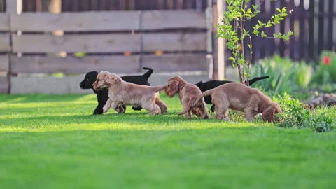 Funny pets chasing each other in slow motion. Stock Footage 316232019