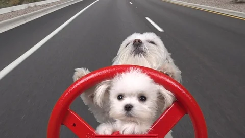 Funny Pets Maltese Puppy Paws On Wheel S... | Stock Video | Pond5