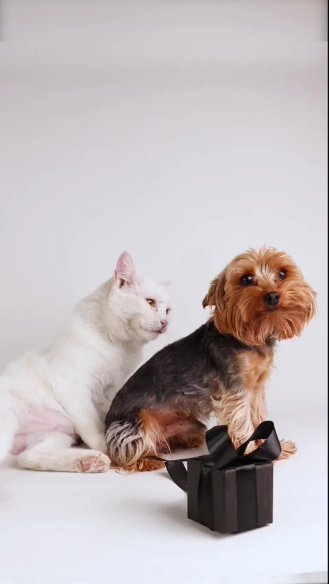 Funny Pets React to Surprises During Black Friday Shopping at Home Video stock 319812487