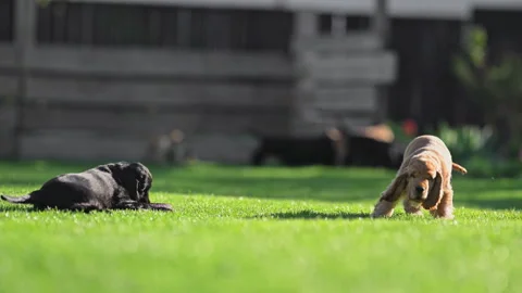 Funny pets running joyfully in slow motion outdoors. Stock Footage 315701449
