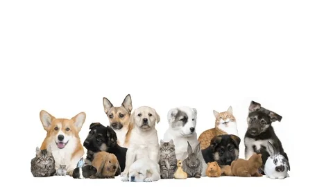 Funny pets  on a white background Видео 76241695