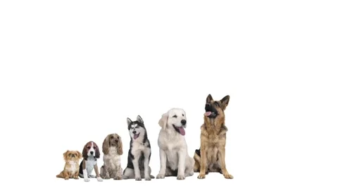 Funny pets on white background Video stock 97153648