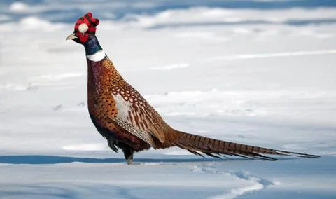 Funny pheasant. Stock-Fotos