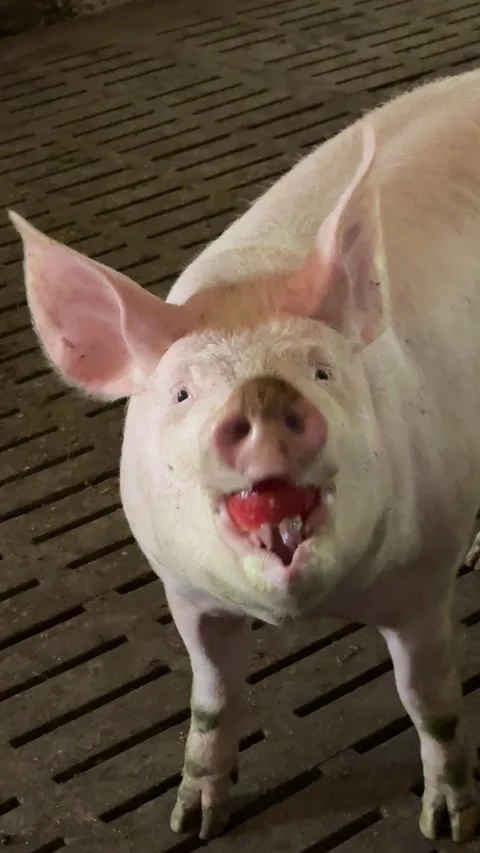 Funny pig is eating apple, vertical video. Stock Footage 346722092