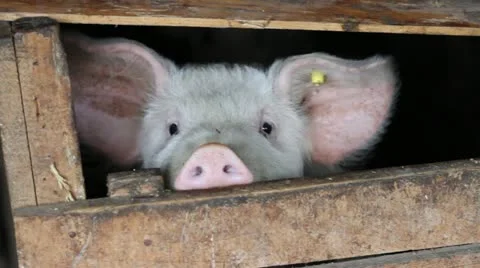 Funny Pig Video stock 21874450