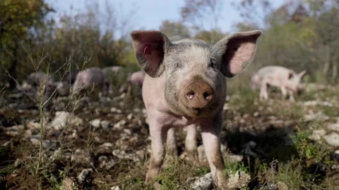 Funny pig looking at camera 스톡 동영상 233883019