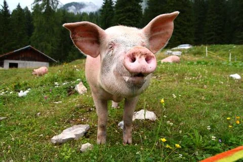 Funny pig Foto stock