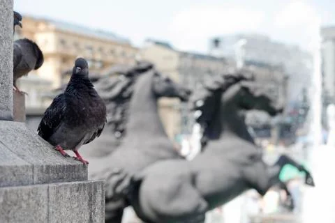 Funny pigeon Stock Photos