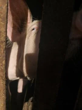 A funny piglet Foto stock