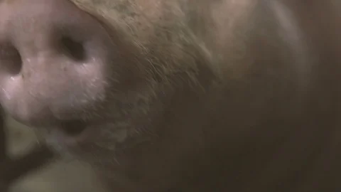 Funny pig`s snout smelling through and touching the metallic grates in a pigfarm Stock Footage 107607331
