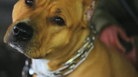 Funny pit bull looking, C.U. Video stock 10877924