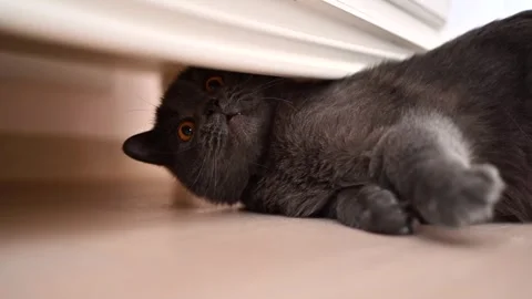 A funny playful cat is crawling on the floor under the closet in slow motio.. 库存影片 335138435