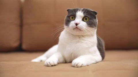  funny playful cat lies on the sofa and moves its eyes and head back and forth  Stock Footage 293639047