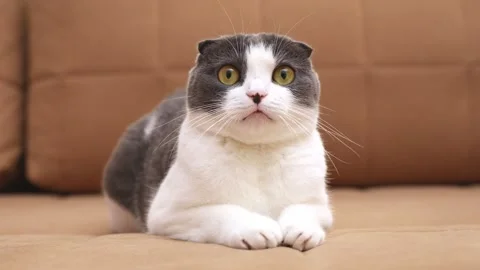  funny playful cat lies on the sofa and moves its eyes and head back and forth  Stock Footage 293639086