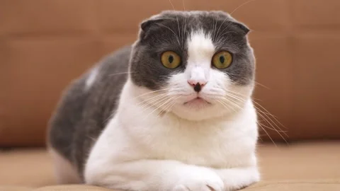  funny playful cat lies on the sofa and moves its eyes and head back and forth Stock Footage 293639091