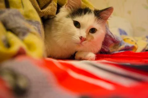 Funny playful cat Stock Photos