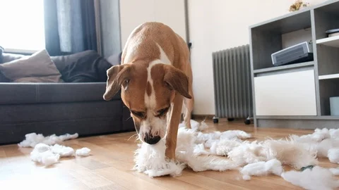 Funny playful dog destroying a fluffy pillow at home. Stock Footage