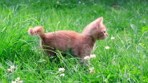 Funny playful red ginger curious tabby kitten walks on grass with flowers Stock Footage 160711382