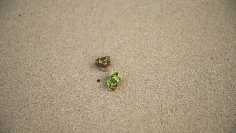 Funny playing hermit crab Stock Footage 87966346
